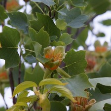 Tulpenbaum - 30-60 cm Jungpflanze - Liriodendron tulipifera