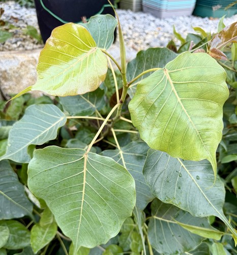 Ficus religiosa - ,