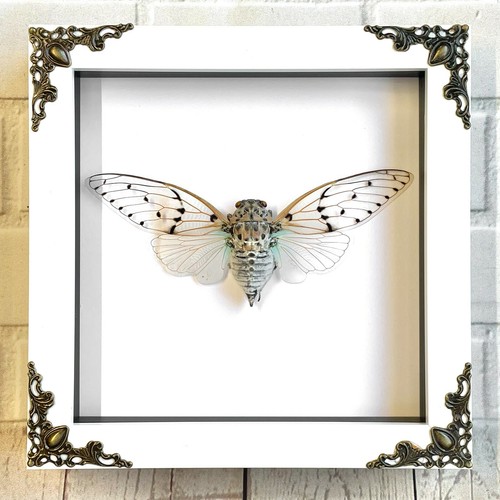 White ghost cicada - white,