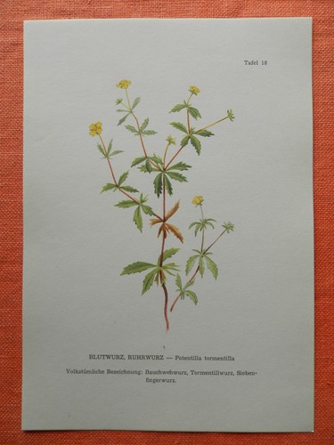 Blutwurz - , (potentilla