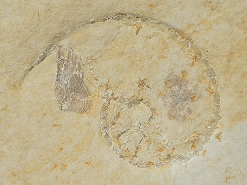 Neochetoceras bous mit
