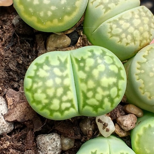 Lithops julii fullergreen - julii,