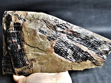 Eleutherophyllum mirabile -