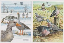 2x AK Graugans Anser anser - Ringeltaube Columba palumbus - Rita Mühlbauer