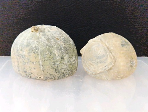 Fossile seeigel echinocorys - seeigel, *