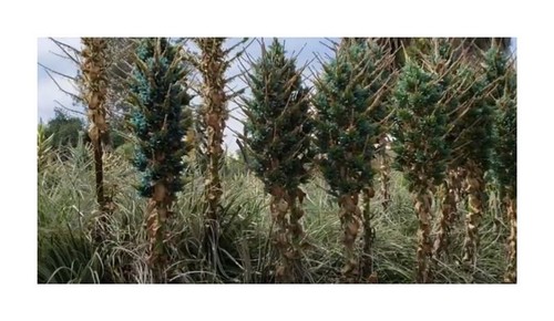 10x puya alpestris bromelie - alpestris,