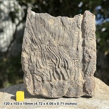 Mahoumacrinus Fossil Crinoid