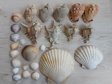 Echte schöne Muschel Sammlung Konvolut Dekorativ