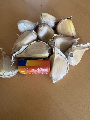 Elefantenknoblauch elefanten - elefantenknoblauch,
