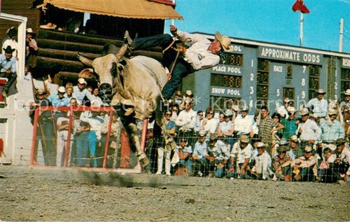 Calgary canada stampede brahma - calgary,