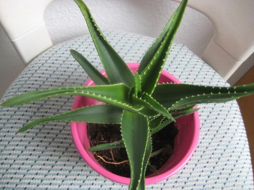 Aloe arborescens heilpflanze - arborescens, "heilpflanze