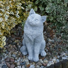 Katze Kätzchen Kater