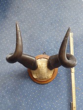 Büffel- oder Gnu-Geweih