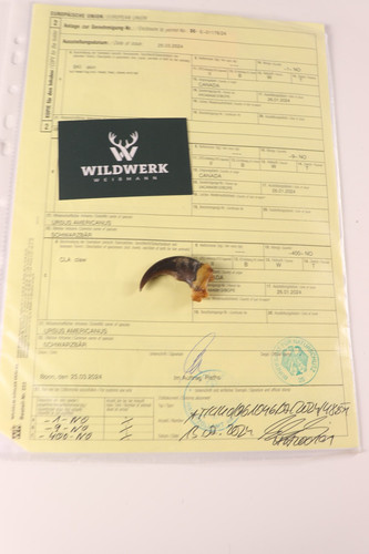 Schwarzbärkralle bärenkralle - schwarzbärkralle,