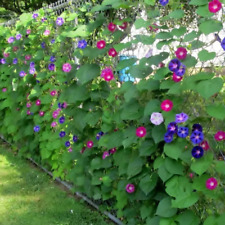 100 Samen Prunkwinde Mischung