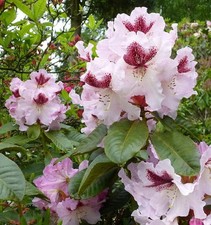 Großblumige rhododendron - großblumige,