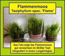 AQ*ab2 ⭐ Flammenmoos ⭐ Taxiphyllum spec. "Flame" ⭐ Aquarienpflanze ⭐ Javamoos