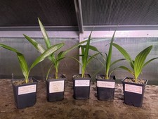 Trachycarpus Mix 5 Palmen