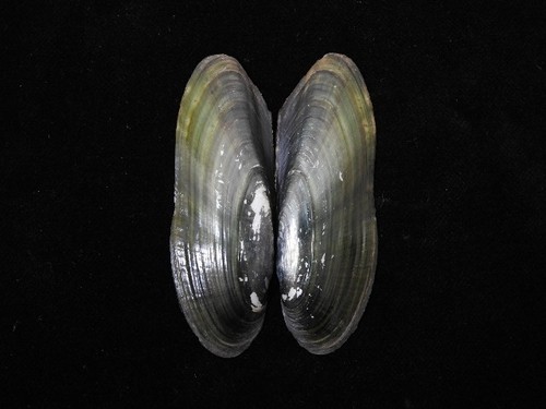 Muschel mutela rostrata - mutela,