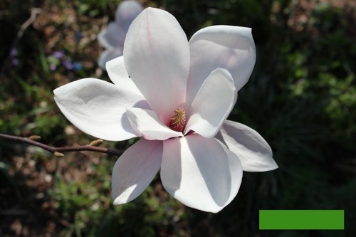 Magnolie magnolia soulangeana - magnolie,