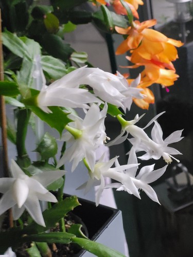 Schlumbergera reinweiße