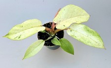 Sehr Schön Panaschierte