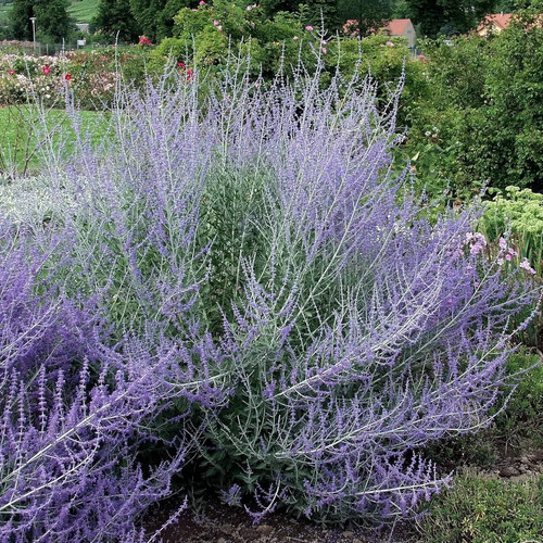 Blauraute blue spire - 'blue, spire'