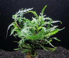 Hygrophila pinnatifida - Wasserfreund Aquarienpflanze Wasserpflanze Aquascaping