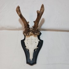 1 abnormes Rehgeweih