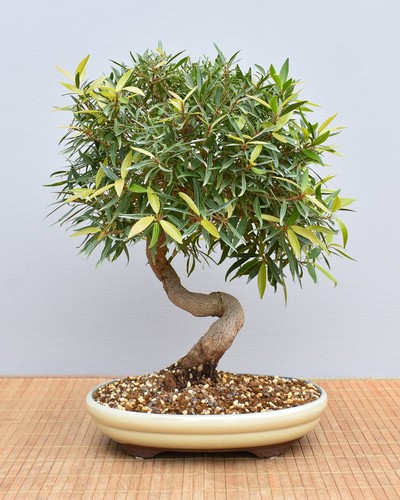 Bonsai indoor - bonsai,