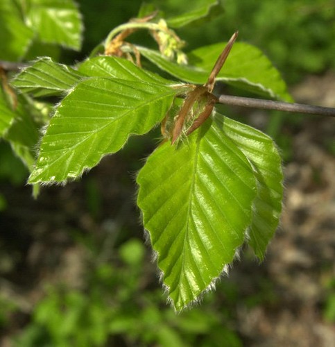 Rotbuche 80cm fagus - -,