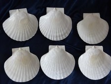 6x japanische Serviermuscheln ca. 13x14 cm groß Jakobsmuscheln neu