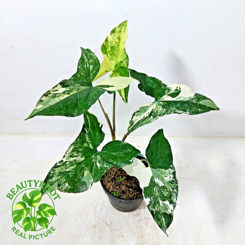 Actual photo syngonium albo - photo,