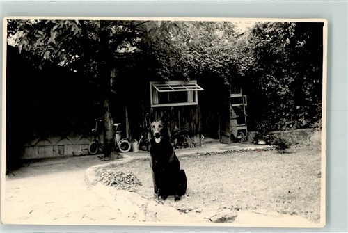 39283284 black malinois - black,