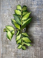 Hoya Polyneura inner