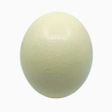 Straußenei natur geleert Dekoration Ostern 15 cm ausgeblasen Deko-Ei