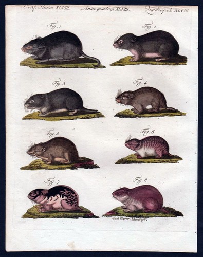 1806 mäuse maus lemming - mäuse,