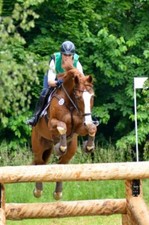 % Stübben Trensenzaum Trense