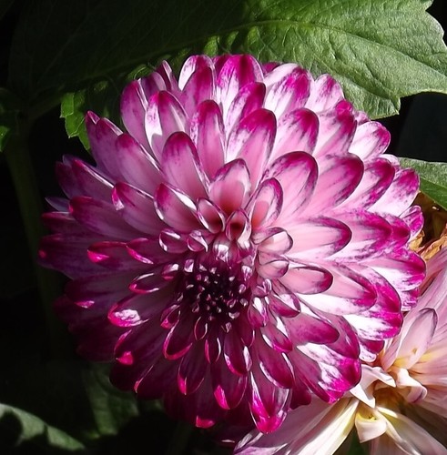 Dahlien - (◕‿◕)\@,