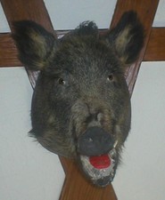 Keilerkopf  - Wildschweinkopf - Kopf  - Jagdtrophäe - Präparat