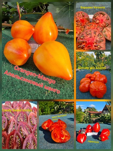 Tomaten set sorten - sorten, saatgut