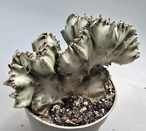 Euphorbia lactea white ghost - euphorbia,