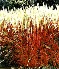 Ziergras 'Indian Summer' Cremeweiße Blütenwedel über viele Wochen, winterharter