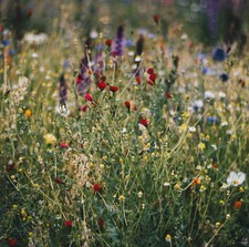 WILDE APOTHEKE 80 HEILPFLANZEN