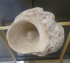 Große fossile muschel - große, (1,4