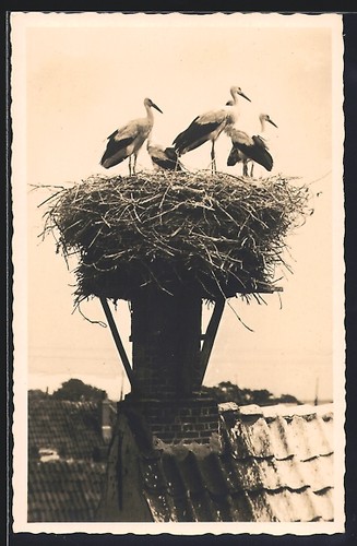 Ansichtskarte storchennest mit - storchennest,