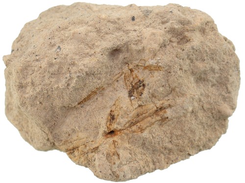 Pleistozän galium borreale - ,