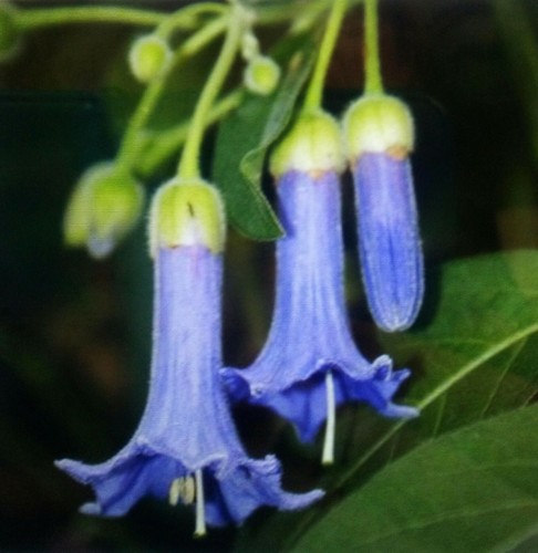 Blaue engelstrompete agnistus - engelstrompete, "agnistus