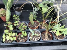 17 Stück Sukkulenten-Kakteen Sammelsurium