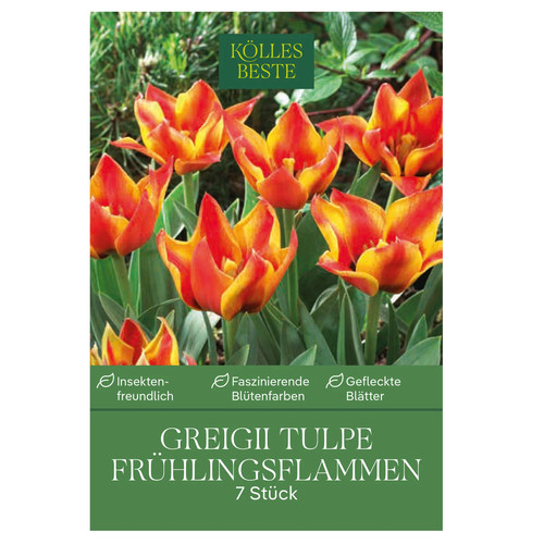 Greigii tulpe rot - greigii, tulpe,